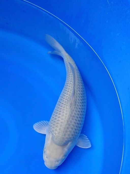 SORAGOI GOODBULKY PUNUK KEPALA KODOK 36cm