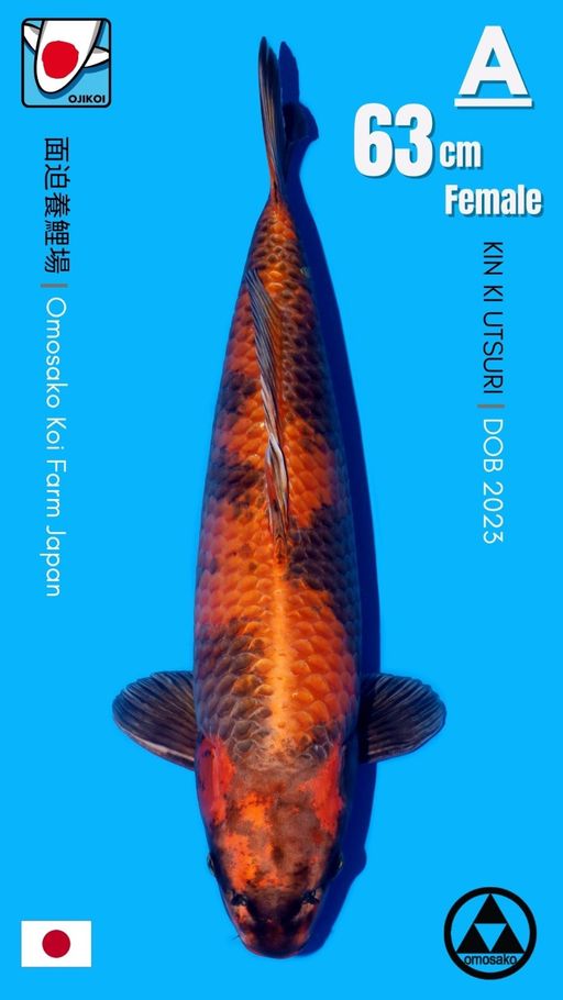 KIN KI UTSURI BREED BY OMOSAKO KOI FARM JAPAN IMPORT BERSERTIFIKAT BREEDER DOB 2023 SIZE 63cm