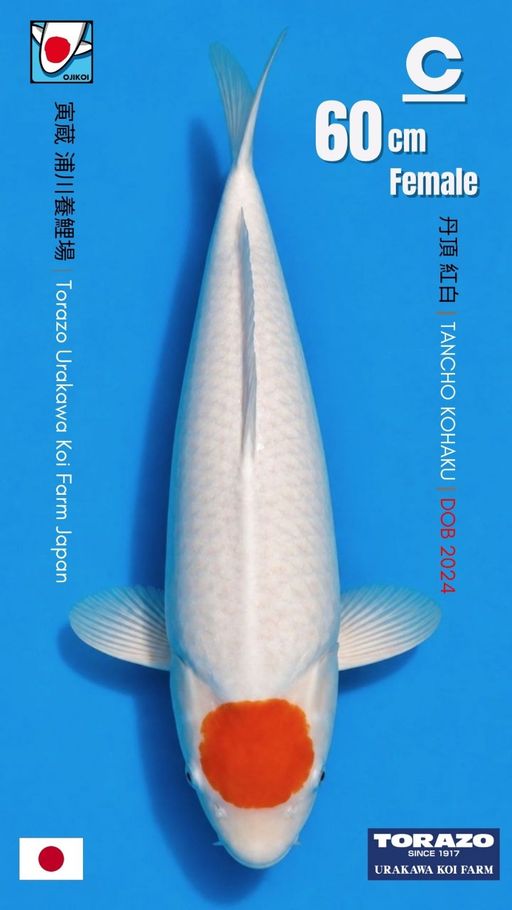 TANCHO KOHAKU BIG BODY BREED BY TORAZO URAKAWA KOI FARM JAPAN IMPORT BERSERTIFIKAT BREEDER DOB 2024 SIZE 60cm