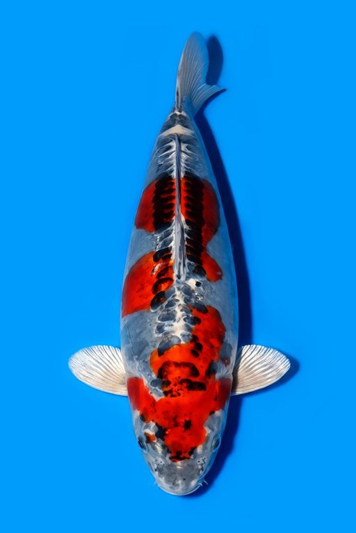 BENI KIKO SUPERBULKY TJALON TOP MALE 38cm