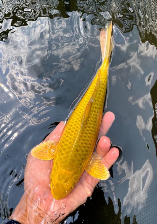 MIDORI 25cm