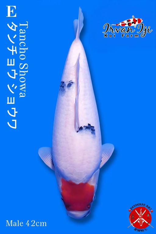 TANCO SHOWA IRVAN IJI TAYEGOI 42cm