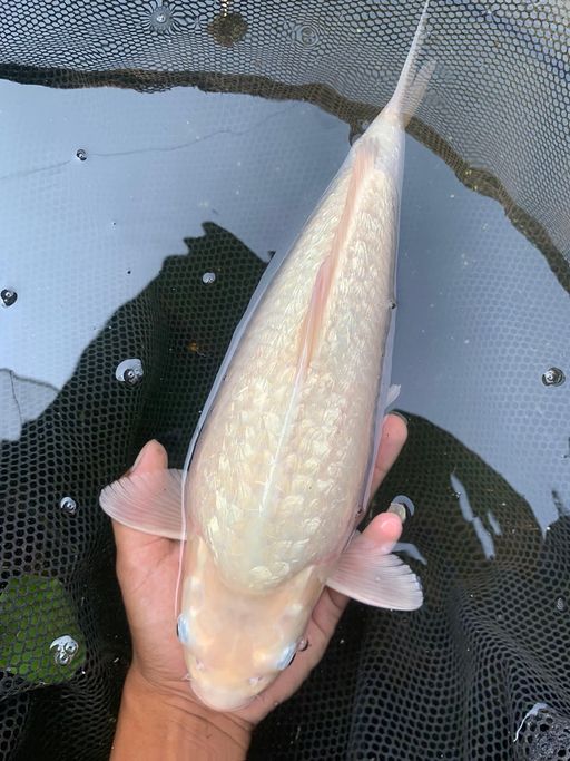 MUJI GINRIND 38cm
