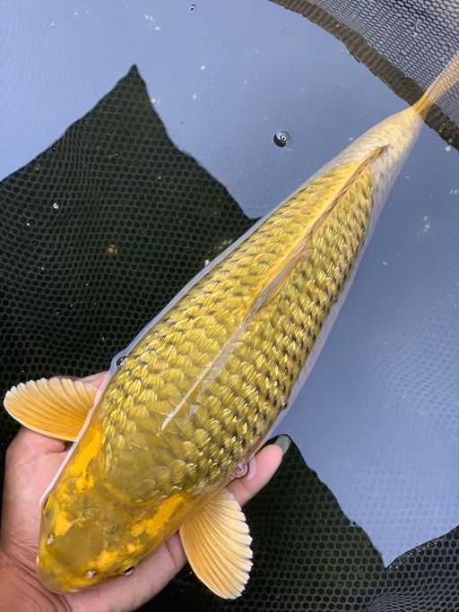 MIDORI 37cm