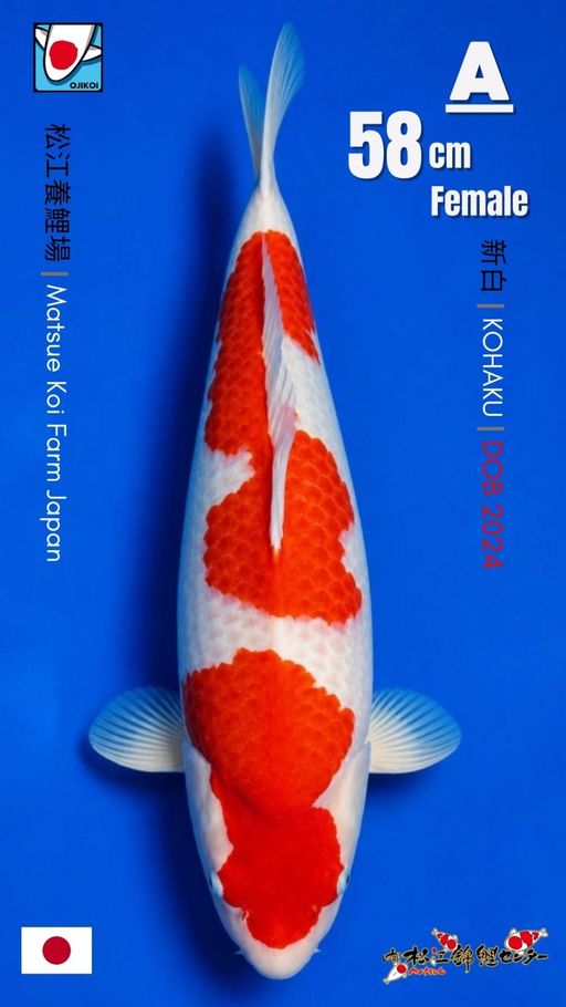 KOHAKU BREED BY MATSUE KOI FARM JAPAN IMPORT BERSERTIFIKAT BREEDER DOB 2024 SIZE 58cm
