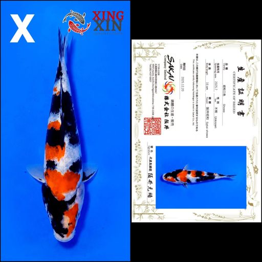 SHOWA SAKAI 16cm