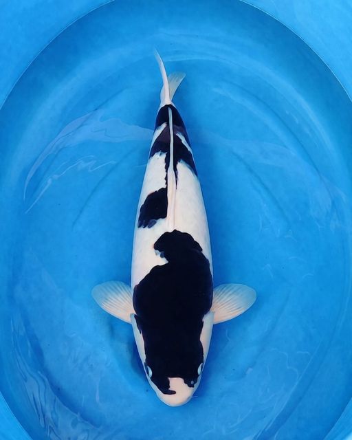 BUDHO GOROMO JUMBO VERY HIGH QUALITY PANGKAL EKOR TEBAL BERPUNUK SANGAT LAYAK DIKOLAM SULTAN 54cm