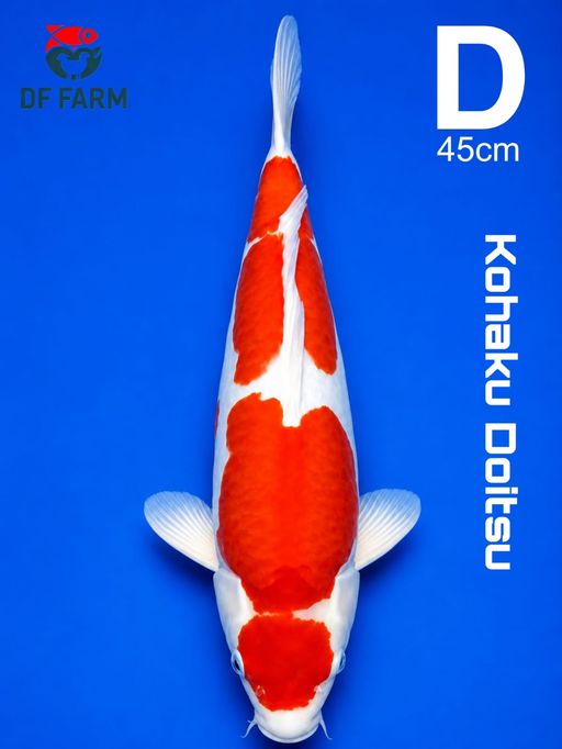 KOHAKU DOITSU 45cm