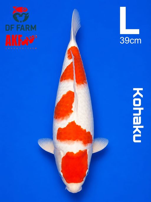 KOHAKU AKF SUPER 39cm