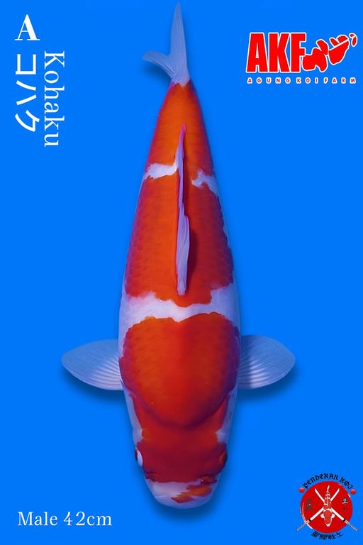 KOHAKU AKF BODY PROPER BERPUNUK IKAN MASIH MUDA BAKAT JUMBO 42cm