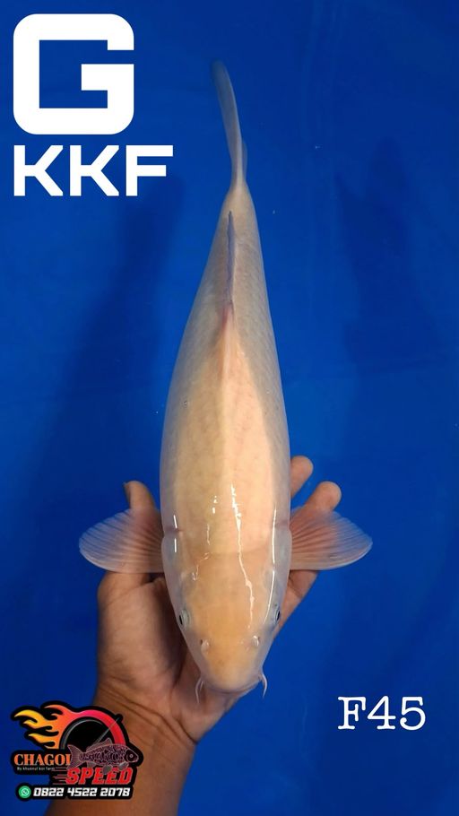 KARASIMUJI KKF 43cm