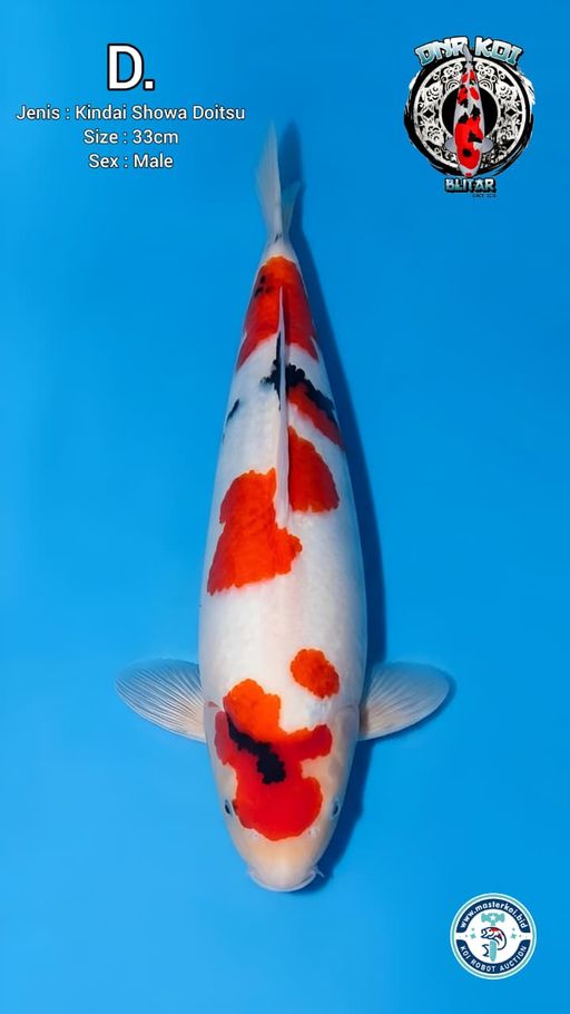 KINDAI SHOWA DOITSU MURNI 33cm