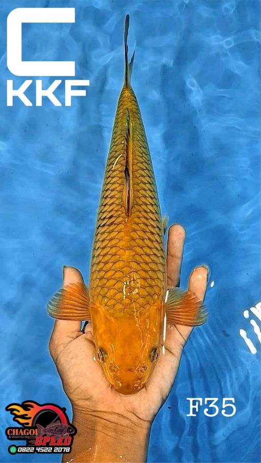 CHAGOI KKF 35cm