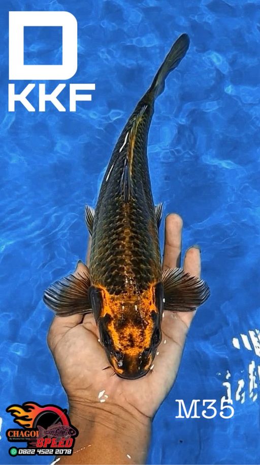 MUKASHI KKF 35cm