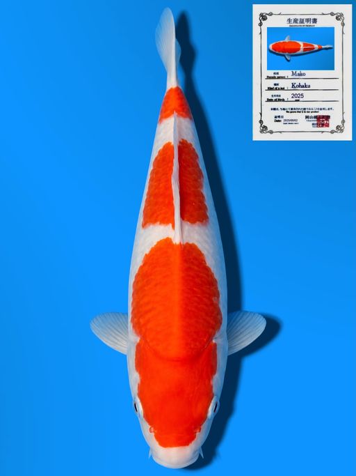 SANDAN KOHAKU MOMOTARO KOI FARM GOOD PATTERN BODYBULLKY 27cm