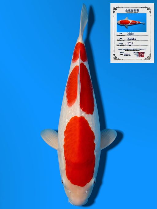 SANDAN KOHAKU MOMOTARO KOI FARM GOOD PATTERN BODYBULLKY 31cm