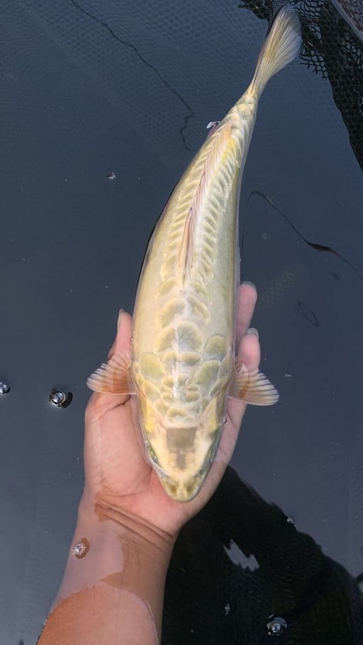 ARAGOKE 30cm