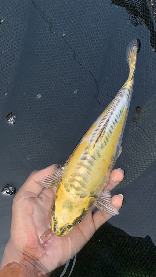 ARAGOKE 30cm