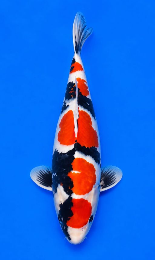 RARE MARUTEN SHOWA FULL ARAGOKE 30cm