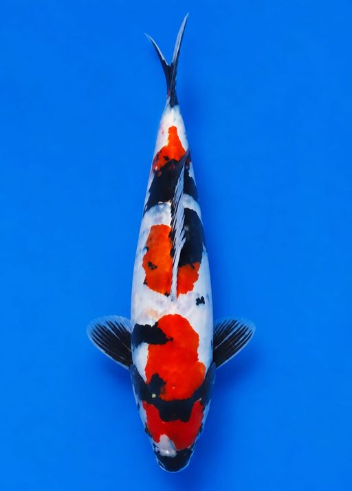 SHOWA DOITSU 23cm