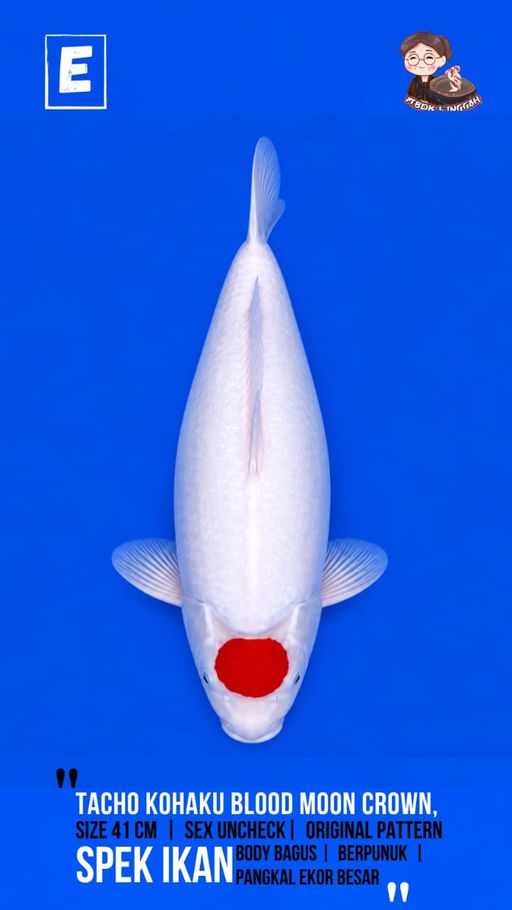 TANCHO KOHAKU BLOOD MOON CROWN 41cm