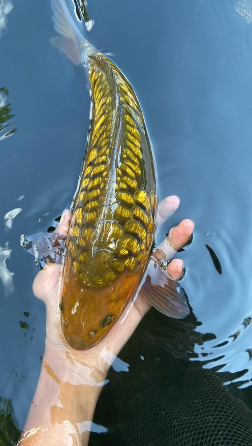 CHAGOI ARAGOKE GINRIN 35cm