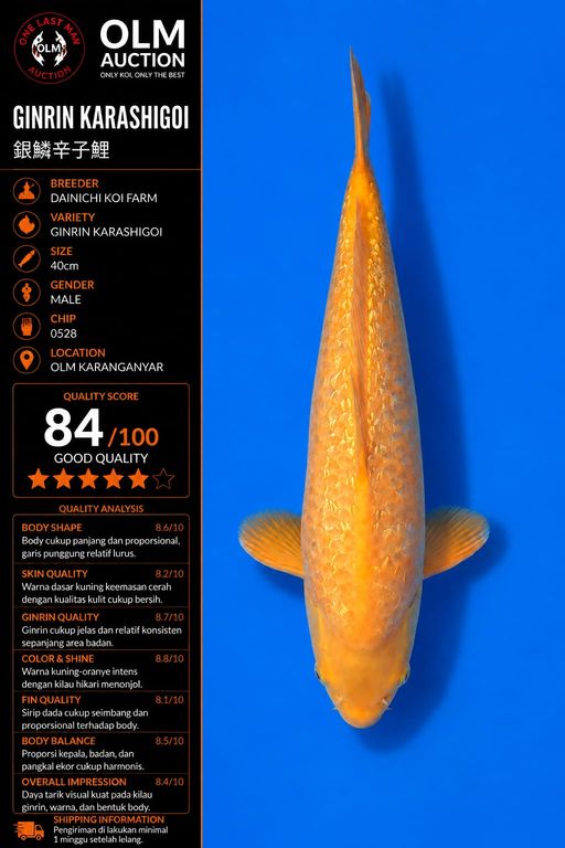 GINRIN KARASHIGOI IMPORT WITH SERTIFIKAT DAINICHI KOI FARM JAPAN 40cm