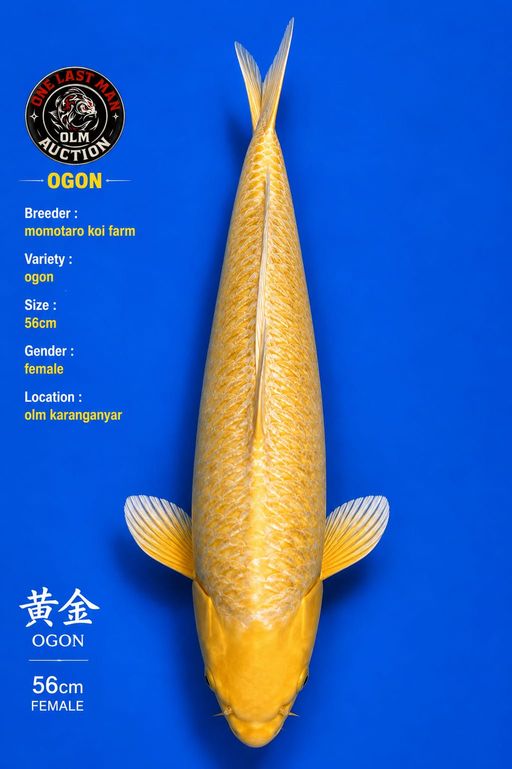 OGON IMPORT WITH SERTIFIKAT MOMOTARO KOI FARM JAPAN 56cm