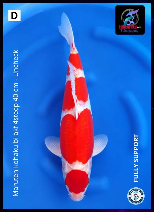 MARUTEN KOHAKU BL AKF 4STEEP 40cm