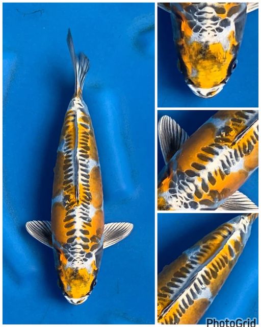 SUPER KIKOKRYU UNCHEK 35cm