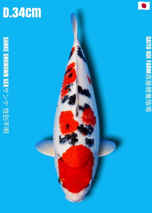 VHQ SANKE SAITO KOI FARM 3 STEP TSUBO TSUMI CALON JUMBO 34cm