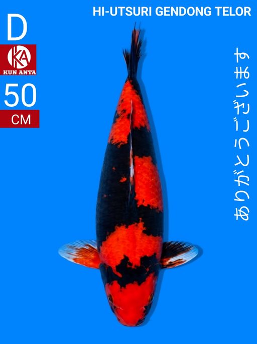 HI UTSURI GENDONG TELOR 50cm