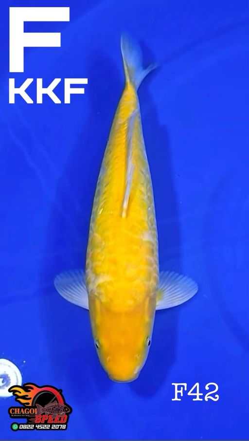 KARASI LEMON ARAGOKE KKF 42cm