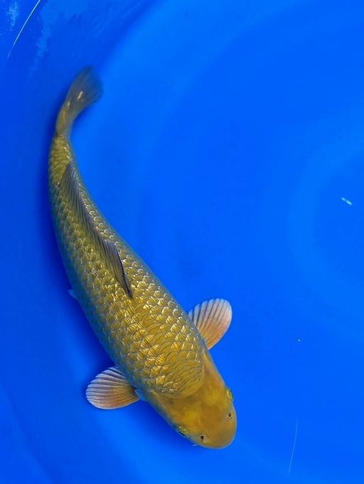MIDORI GINDRINBULKY PUNUK KEPALA KOTAK SIRIP EKOR ATAS KURANG SIMETRIS 36cm