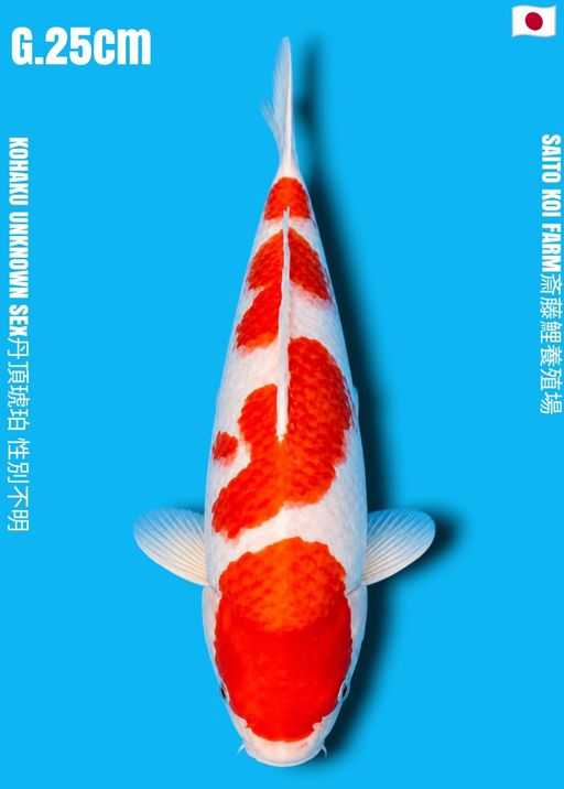 VHQ KOHAKU SAITO KOI FARM YONDAN STEP LAYAK DI KEEP ADA BEKAS MERAPIHKAN DI BIBIR 25cm