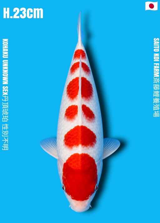 VHQ KOHAKU SAITO KOI FARM ROKUDAN STEP LAYAK DI KEEP ADA BEKAS MERAPIHKAN DI BIBIR 23cm