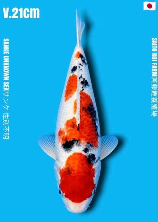 VHQ SANKE SAITO KOI FARM CALON JUMBO 21cm