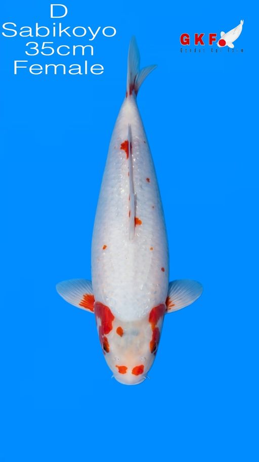 SABIKOYO 35cm