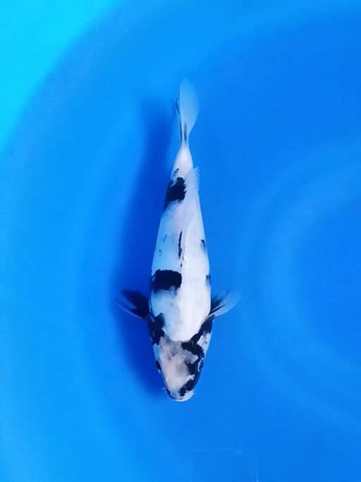 SHIRO QUALITY BREED IRVAN IJI 22cm