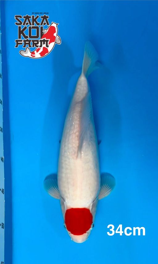 TANCHO KOHAKU BY SAKA KOI 34cm