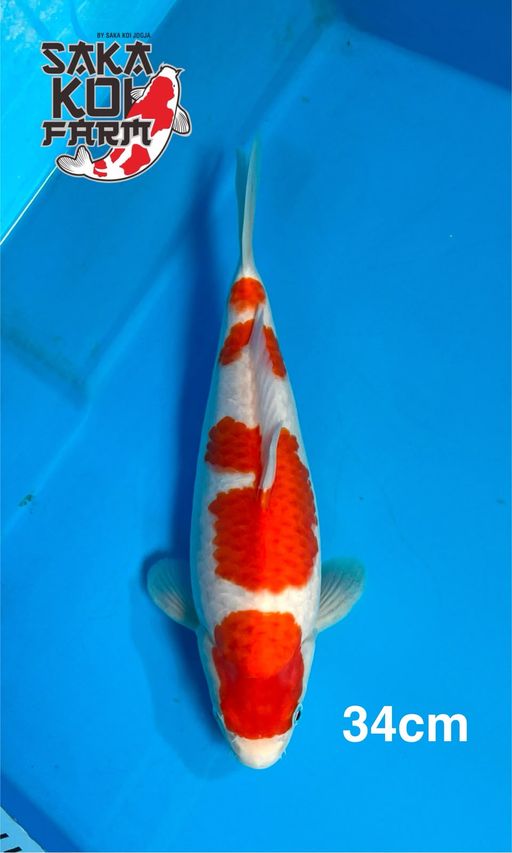 KOHAKU BY SAKA KOI 34cm
