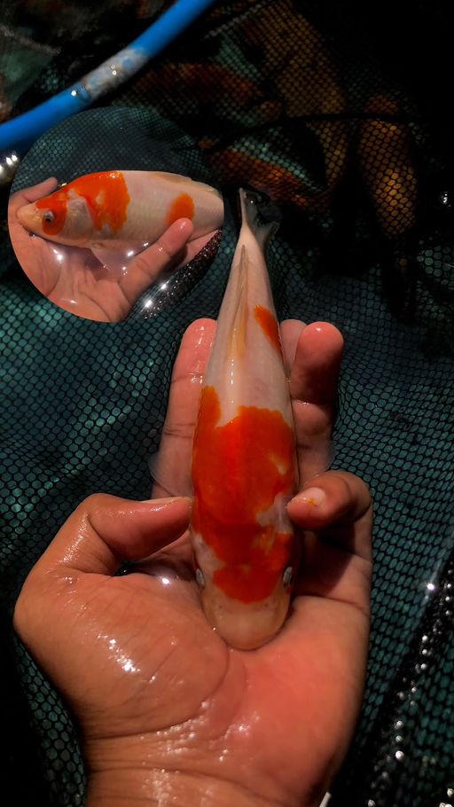 KOHAKU MINION AKF 20cm