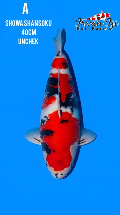 SHOWA SHANSOKU 40cm