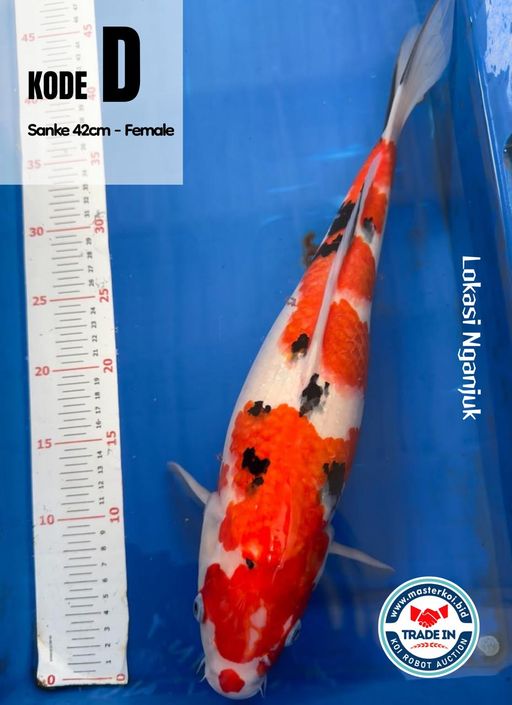 SANKE 42cm