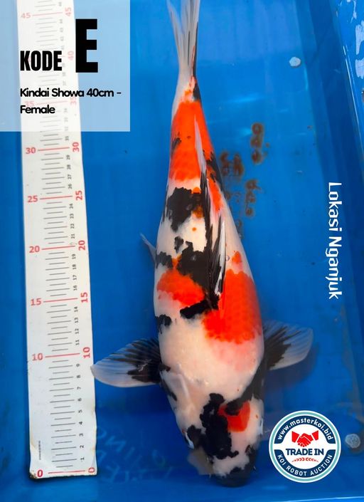 KINDAI SHOWA 40cm