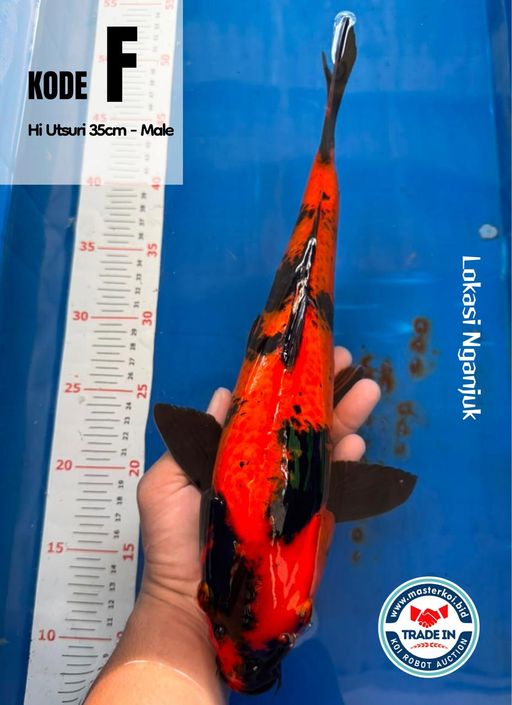 HI UTSURI 35cm