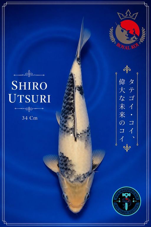 SHIRO UTSURI 34cm