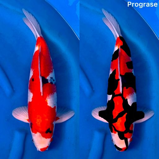 SHOWA TATEGOI ON PROGRASE 44cm