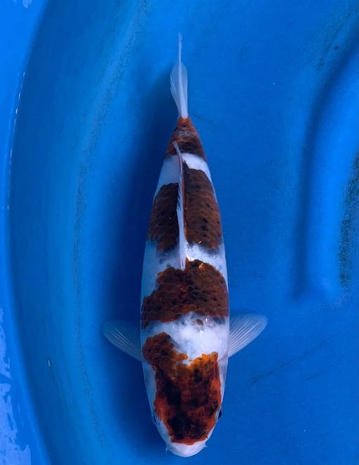 GOROMO BLODLINE MARUSEI 32cm