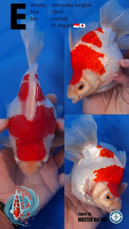 TAMASABA LONGTAILL 19cm